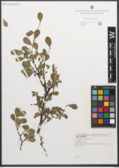 Foto von Salix retusa L.